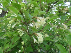 Marco Mussita, CC BY, iNaturalist via GBIF Weigela decora, photograph Marco Mussita, CC BY, iNaturalist via GBIF