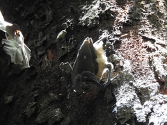 Ptiloris victoriae