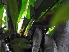 Ptiloris victoriae