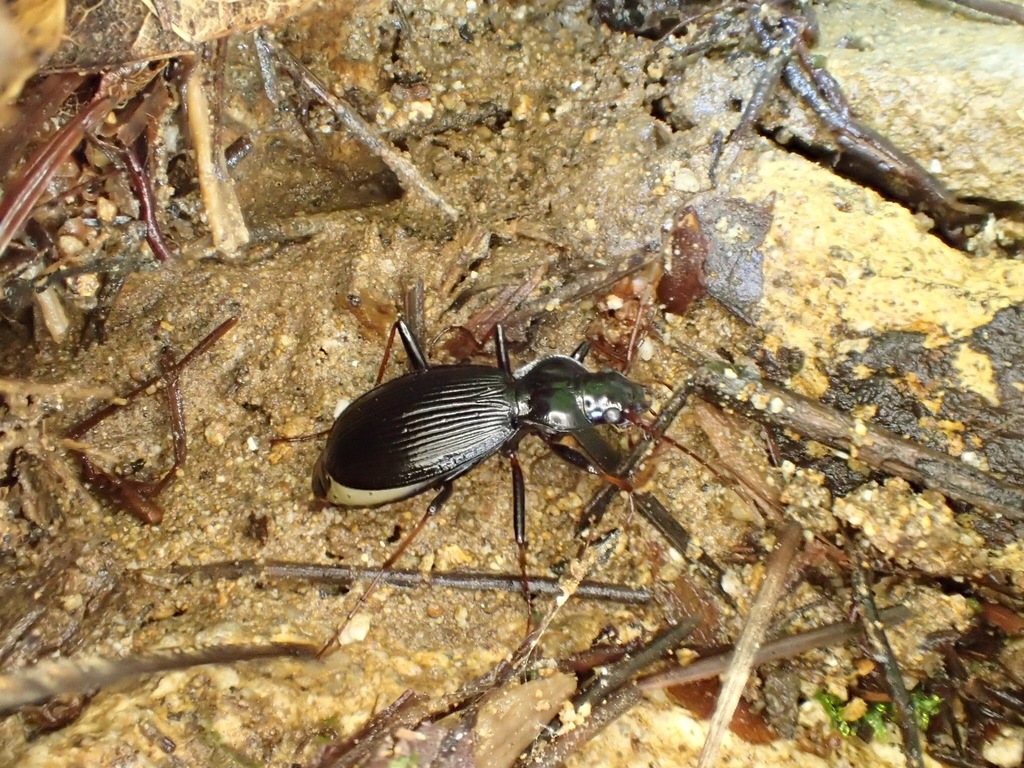 Nebria sadona