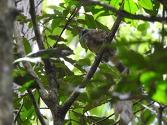 Ptiloris victoriae