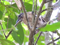 Ptiloris victoriae