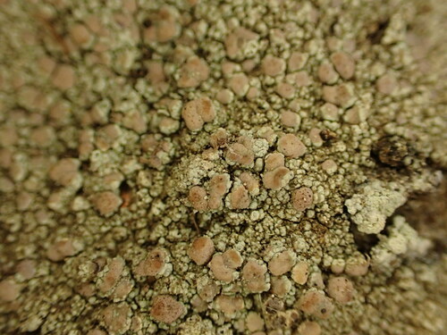 Lecanora subcoarctata