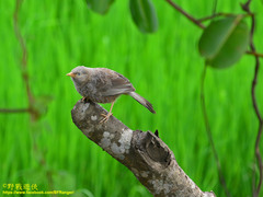 Argya affinis taprobanus