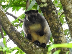 Dendrolagus lumholtzi