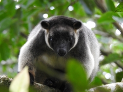 Dendrolagus lumholtzi