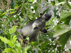 Dendrolagus lumholtzi