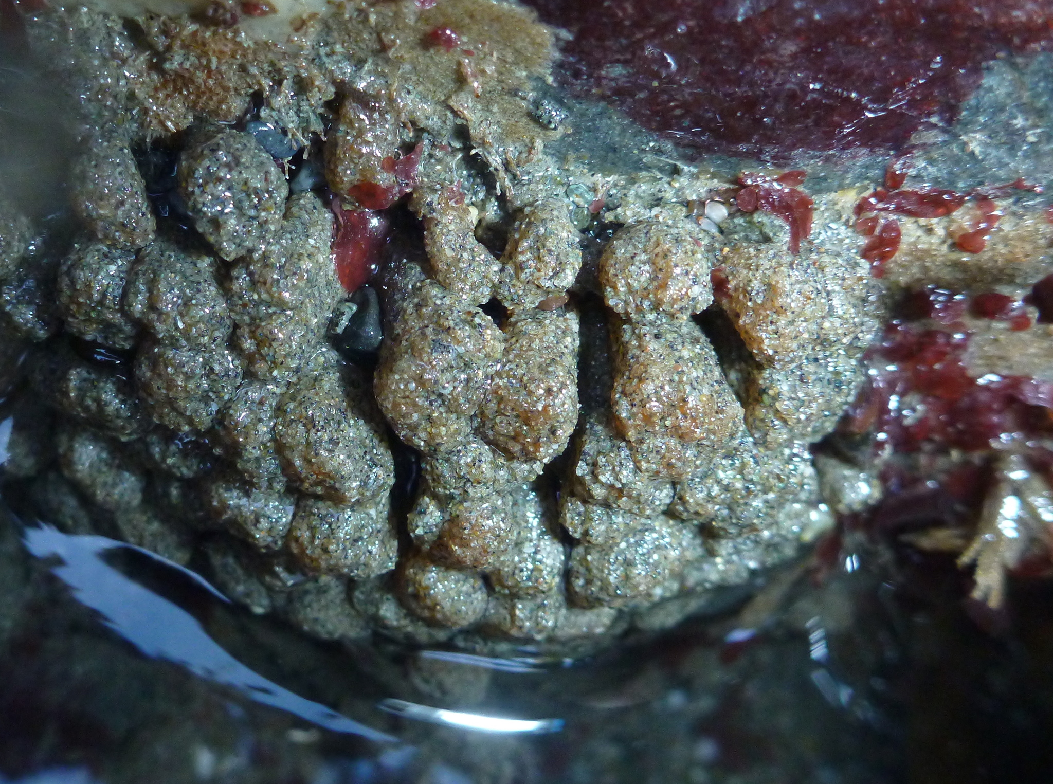 Euherdmania claviformis (Ritter, 1903)