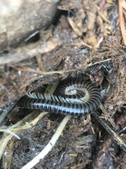 Archispirostreptus syriacus