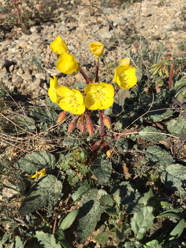 Chylismia brevipes ssp. brevipes