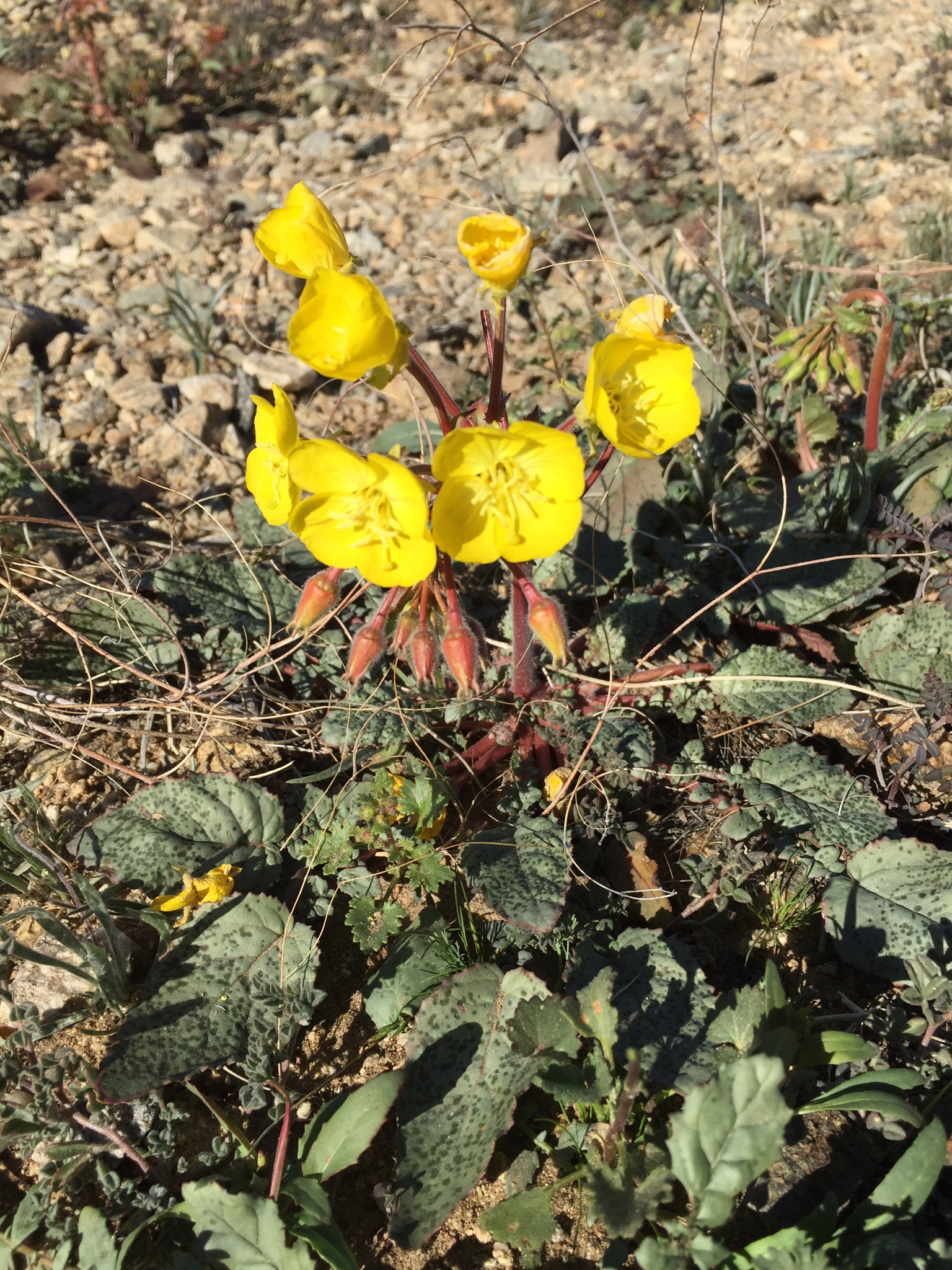 Chylismia brevipes ssp. brevipes