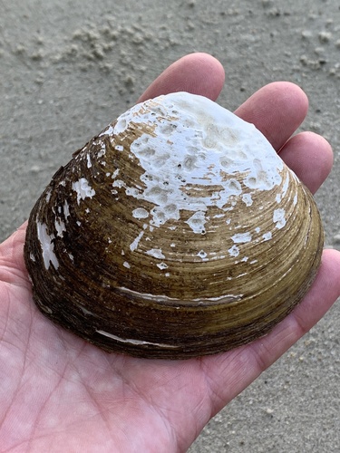 Geloina coaxans observed 2023-07-08