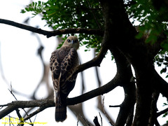 Nisaetus cirrhatus ceylanensis