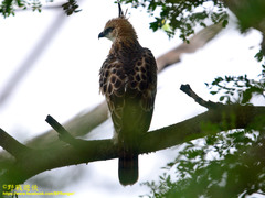 Nisaetus cirrhatus ceylanensis