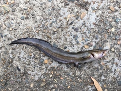 Longtailed Catfish photo 2