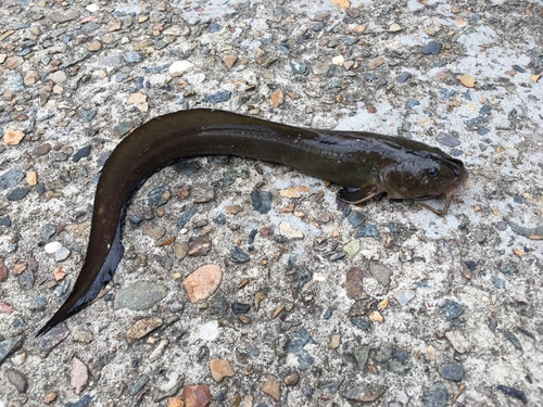 Elongate catfish (Euristhmus lepturus) — Plotosidae