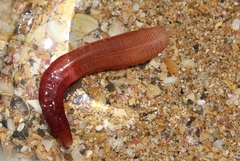 Taeniogyrus dunedinensis