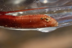 Taeniogyrus dunedinensis