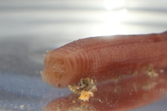 Taeniogyrus dunedinensis