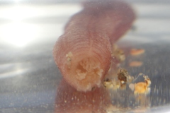 Taeniogyrus dunedinensis