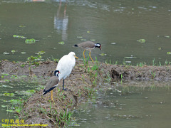 Vanellus indicus lankae