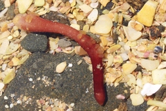 Taeniogyrus dunedinensis