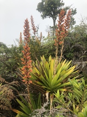 Cipuropsis hospitalis