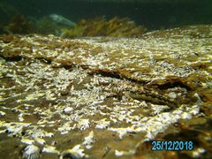 Lepidoblennius marmoratus
