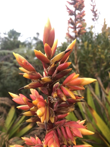 Cipuropsis hospitalis (L.B.Sm.) Christenh. & Byng