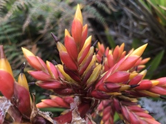 Cipuropsis hospitalis