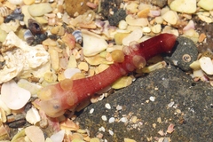 Taeniogyrus dunedinensis