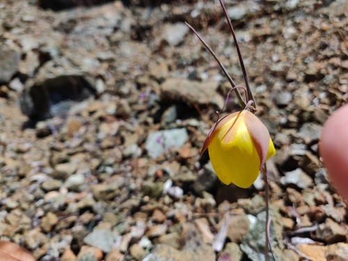 Image of Calochortus raichei by (c) Alexander Wentworth, some rights reserved (CC BY)