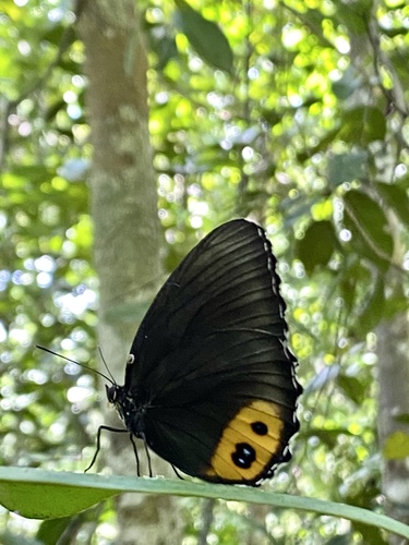 palmfly