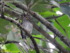 Glaucidium radiatum