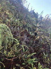 Maxillaria montezumae