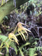 Maxillaria montezumae