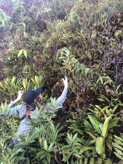 Maxillaria montezumae