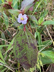 Tristemma mauritianum image