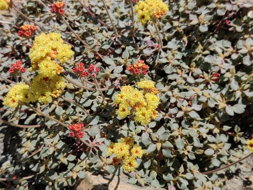 Image of Eriogonum cedrorum by (c) Alexander Wentworth, some rights reserved (CC BY)