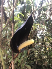 Anthurium caramantae