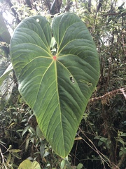 Anthurium caramantae