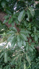 Ficus subpisocarpa