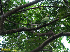 Psittacula krameri manillensis