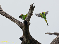 Psittacula krameri manillensis