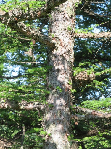 Image of Larix kaempferi by (c) Marco Mussita, some rights reserved (CC BY)