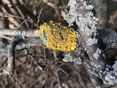 Xanthoria parietina