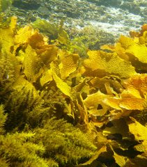 Heteroscarus acroptilus