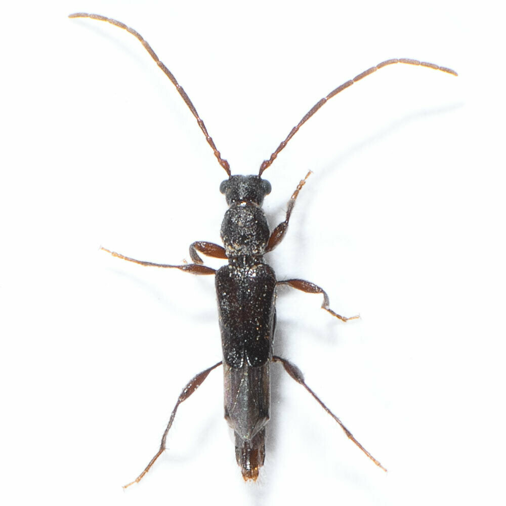 Nathrius brevipennis