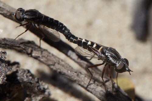 Paracosmus edwardsii