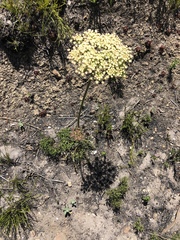 Nanobubon capillaceum